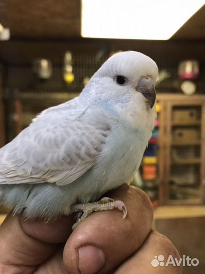 Птенцы волнистый попугай