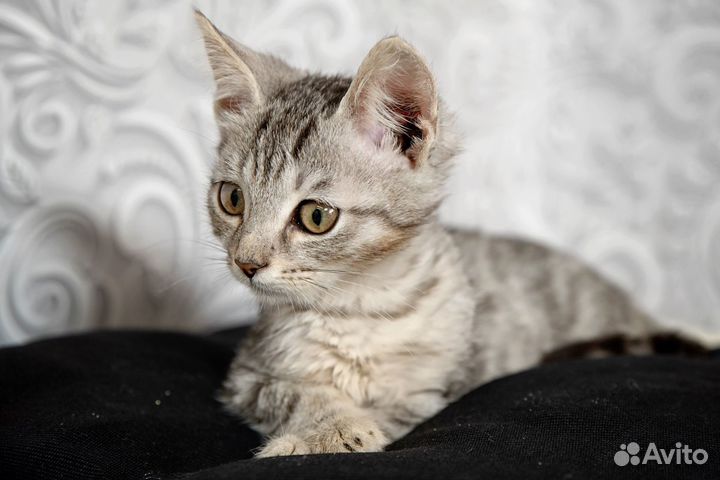 Котёночек 1,5 месяца ждёт своих родителей