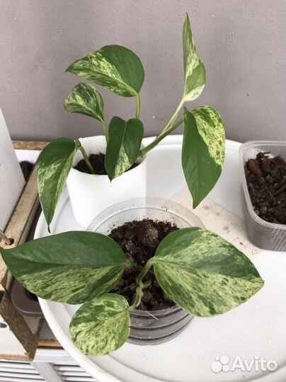 Эпипремнум марбл квин