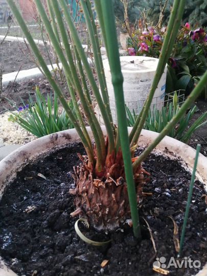 Продам саговую пальму (цикас революта)