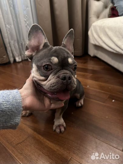 Французский бульдог голубой