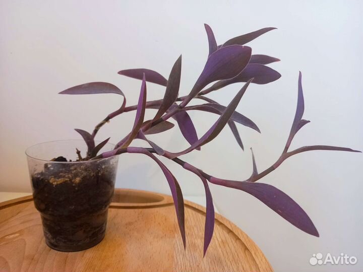 Растения на обмен