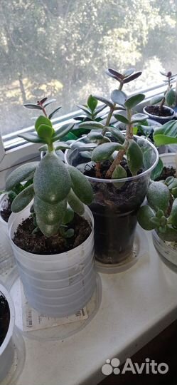 Домашние растения в добрые руки