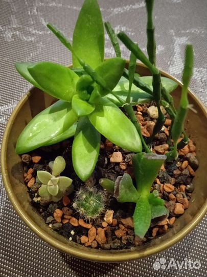 Суккуленты в композиции