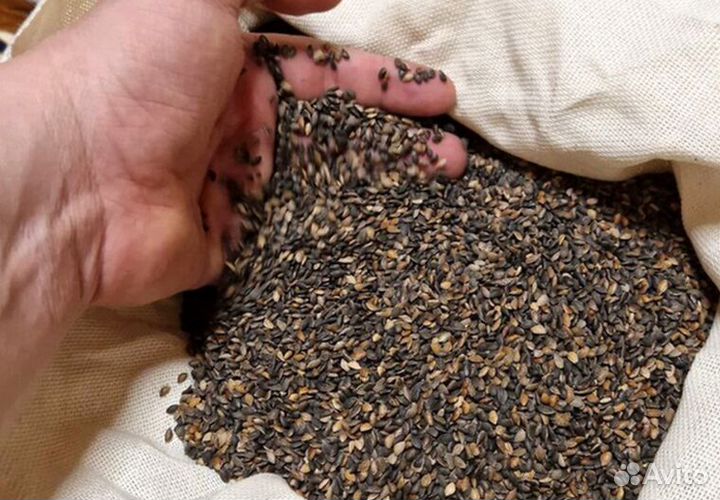 Семена ели на заказ