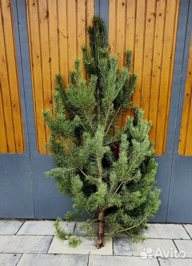 Ель и сосна живая