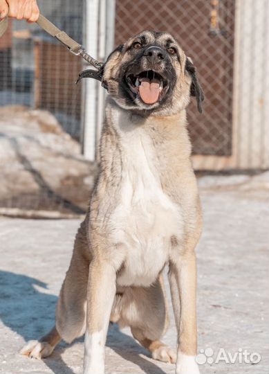 Очень красивый мальчик в добрые руки