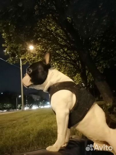 Французский бульдог кобель вязка