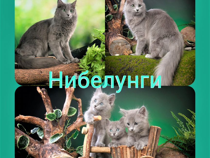 Нибелунги (котята)