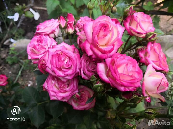 Продаю розы