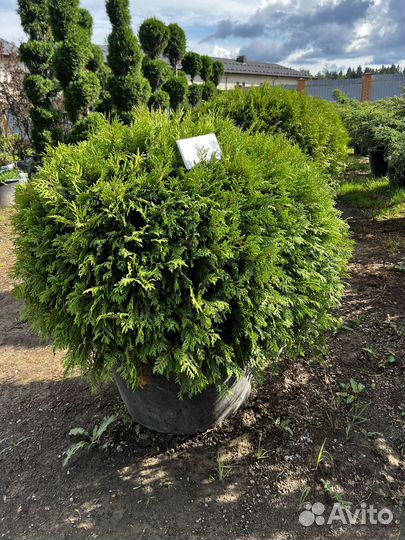 Можжевельник из питомника с доставкой