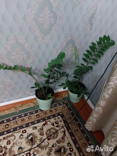 Замиокулькас