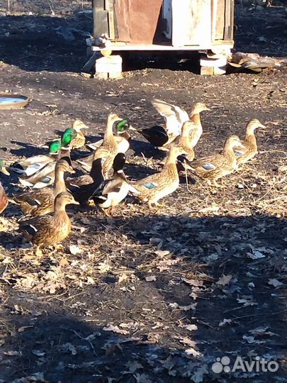 Подсадные утки