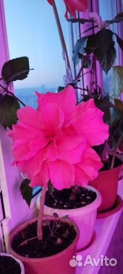 Гибискус комнатный