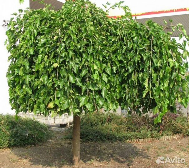 Шелковица на штамбе плакучая (предзаказ)