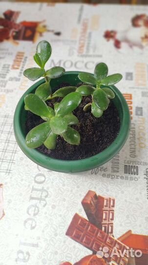 Толстянка(денежное дерево)