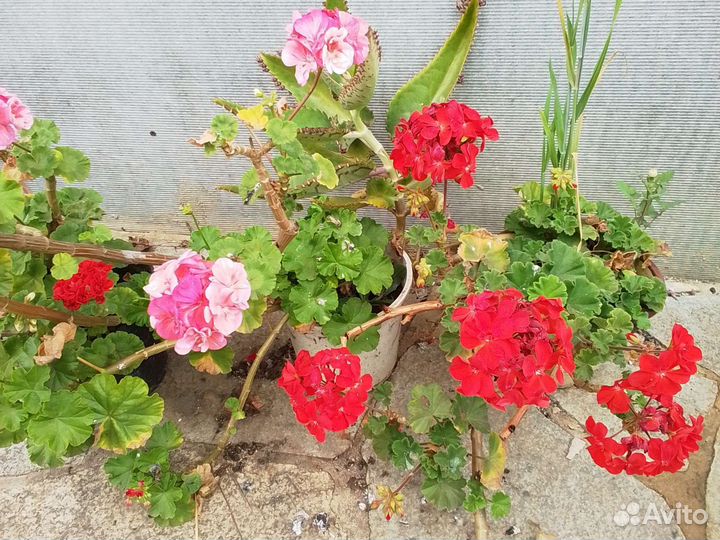 Герань королевская