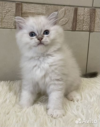 Малышка Рэгдолл