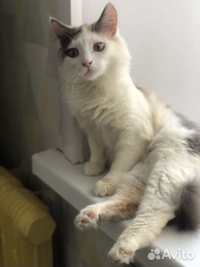 Спасенный Котенок в добрые руки