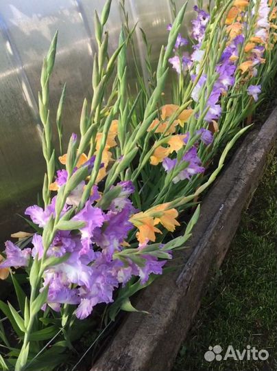 Луковицы гладиолусов