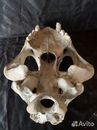 Череп древнего пещерного