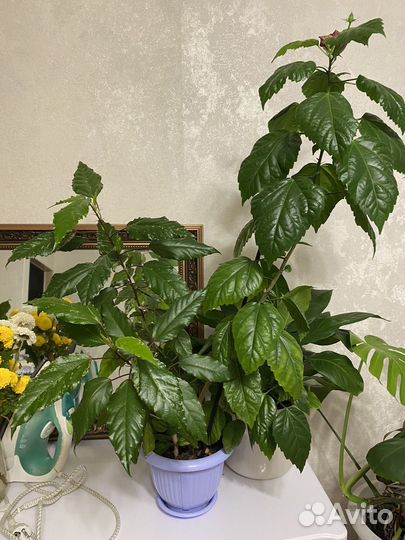 Продам гибискус 2 сорта