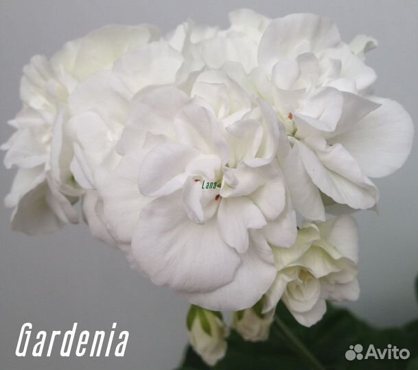 Пеларгония сортовая