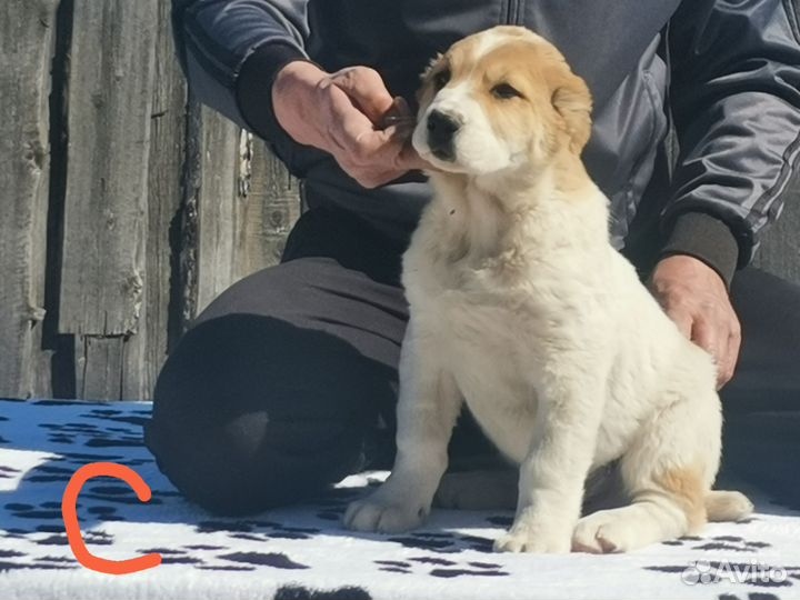 Среднеазиатская овчарка