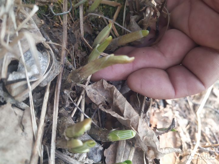 Черемша рассада