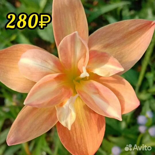 Зефирантес сортовой