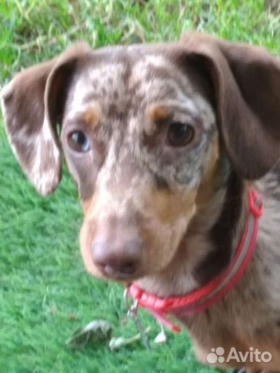 Вязка, такса