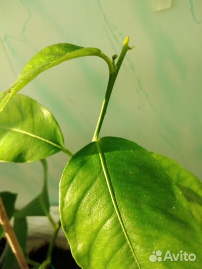 Инжир, лимон, апельсин