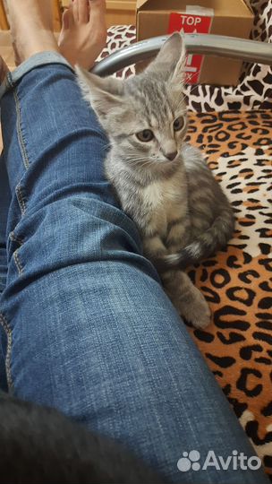 Котенок 3 месяца мальчик