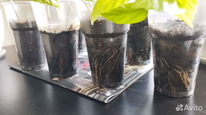 Гибискус красный китайская роза