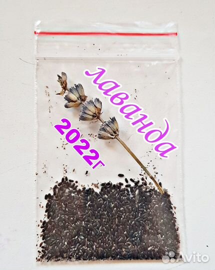 Лаванда семена