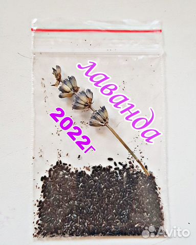 Лаванда семена