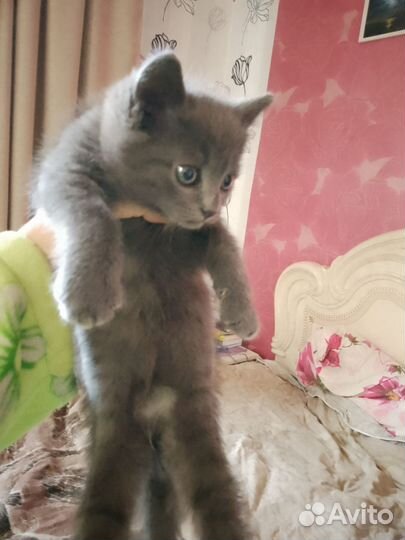 Очаровательный мальчишка