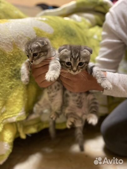 Шотландские котята