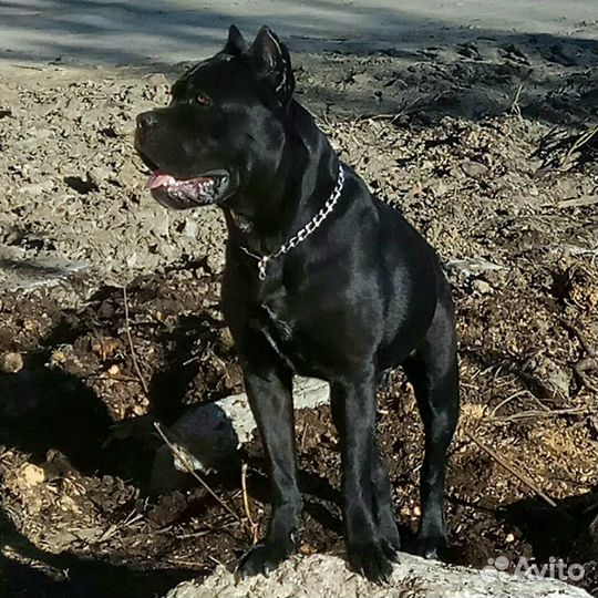 Вязка Кане-корсо