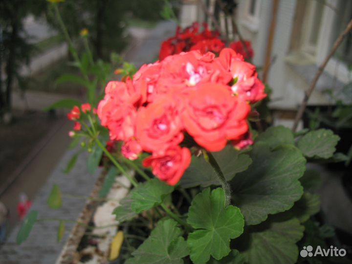 Черенки пеларгонии