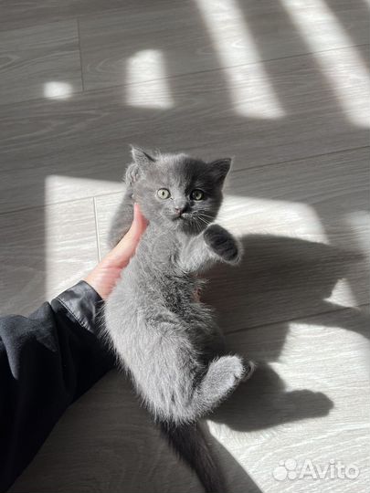 Котенок в добрые руки