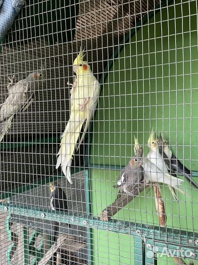 Попугай корелла