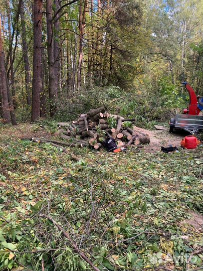 Дрова бесплатно