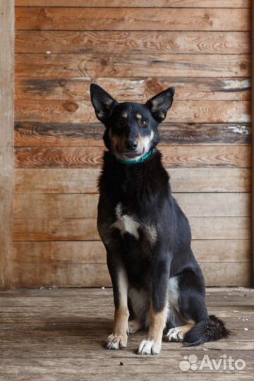 Отдам даром собаку Мулю в добрые руки