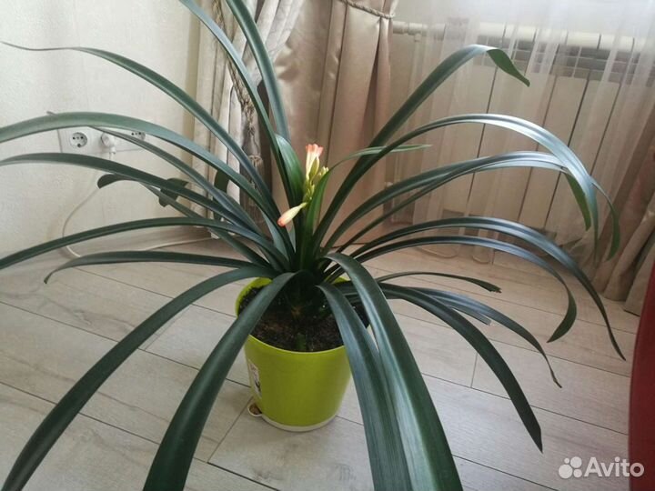 Кливия Киноварная