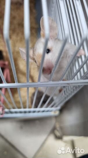 Сатиновые мышки