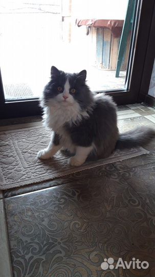 Котик потрясающе красивый и пушистый 6 месяцев
