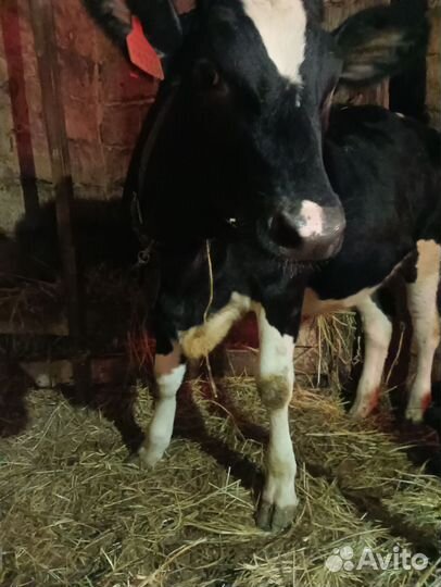 Чистопородная голштинская телочка