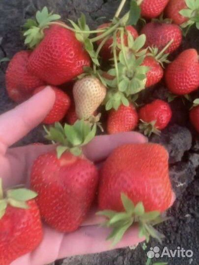 Саженцы клубники Сибилла