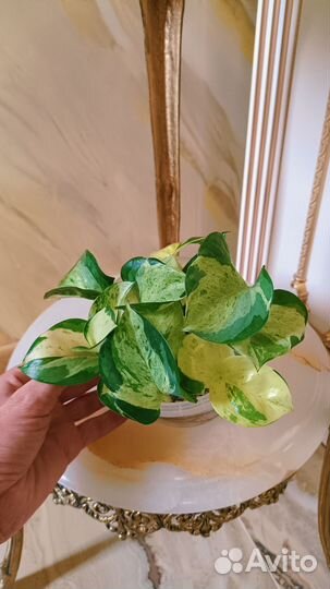 Сциндапсус Зелёное яблоко